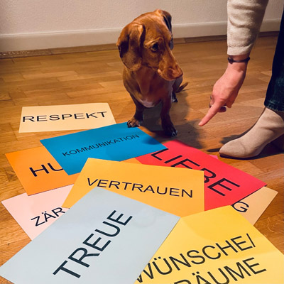 Dackel Fritz neben Wertekarten, die in der Beratung verwendet werden.